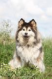 CHIEN FINNOIS DE LAPONIE 059